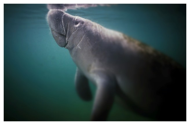 Manatee_fotor
